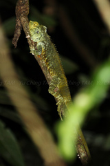 Hypsicalotes kinabaluensis