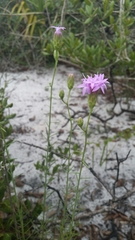 Liatris ohlingerae