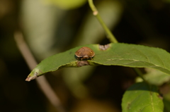 Blaberoidea