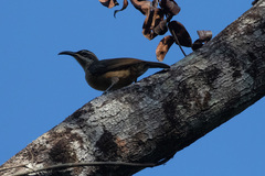 Ptiloris victoriae