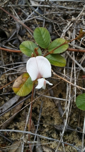Image of Tephrosia mysteriosa by (c) Jay Horn, some rights reserved (CC BY)