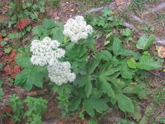 Heracleum carpaticum
