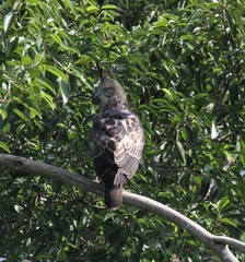 Nisaetus cirrhatus ceylanensis