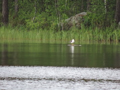 Larus fuscus fuscus
