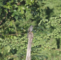 Cacomantis passerinus