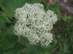 Heracleum carpaticum