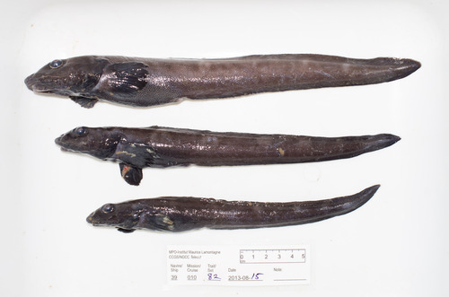 Esmark's ellpout (Lycodes esmarkii) — Zoarcidae — 3