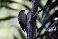 Meliphaga notata