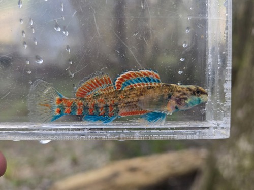 Etheostoma swaini (Jordan, 1884)