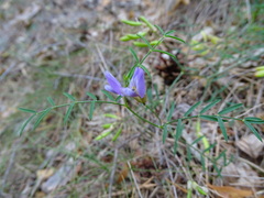 Astragalus arenarius