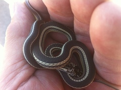 Masticophis taeniatus taeniatus