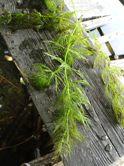 Ceratophyllum submersum