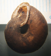 Triodopsis tridentata