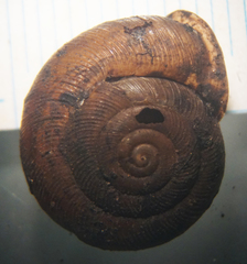 Triodopsis tridentata