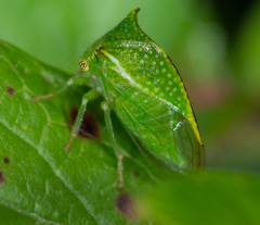 Hadrophallus bubalus