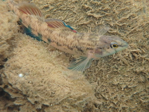 Cherokee Darter