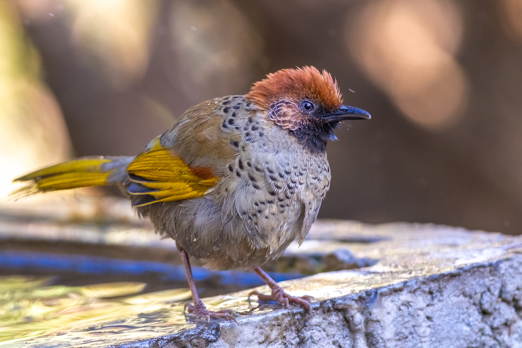 Chestnut-Crowned Laughingthrush