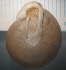 Patera panselenus