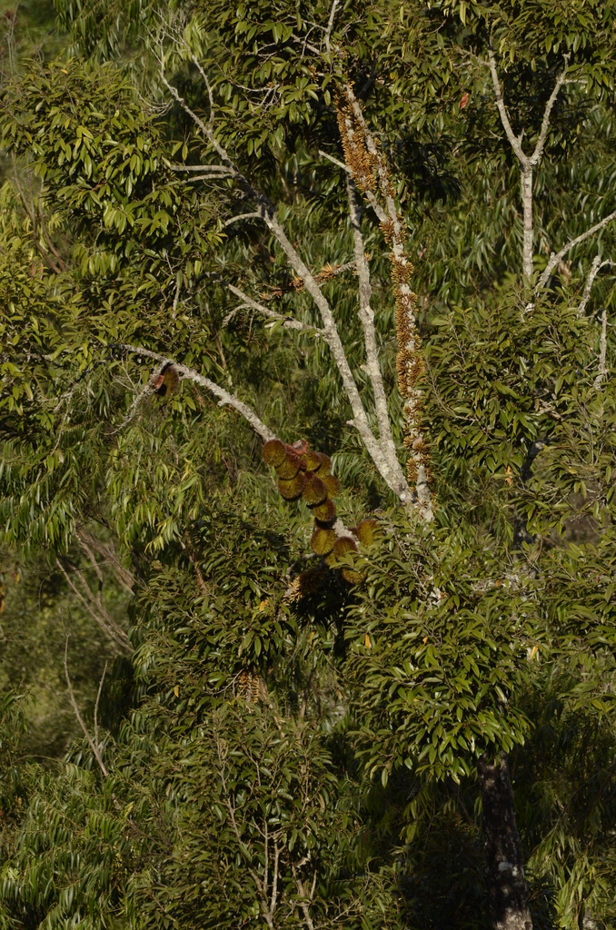 Cullenia ceylanica (Cullenia ceylanica)