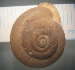 Patera panselenus