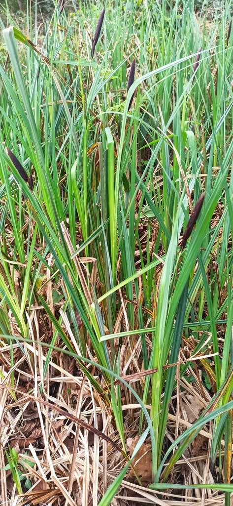 Greater Pond-sedge
