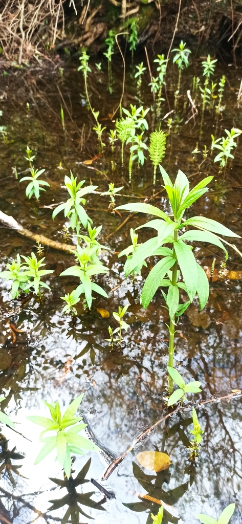 Purple loosestrife