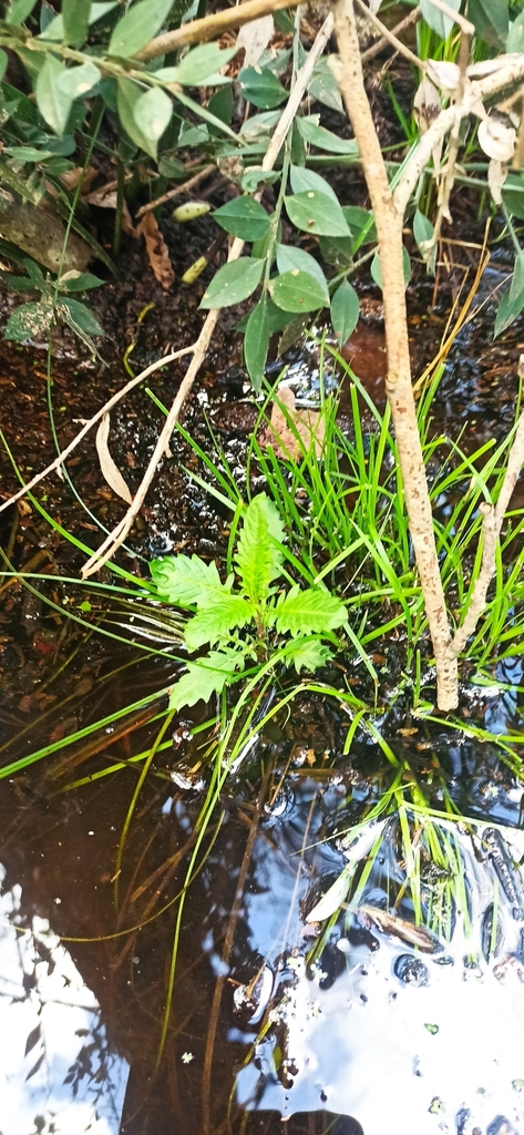 European water-horehound