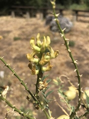 Astragalus oocarpus