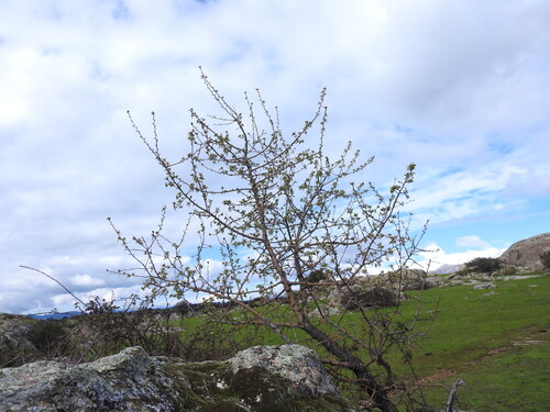 Foto de Pera-do-campo