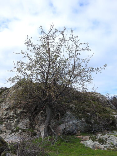 Pera-do-campo