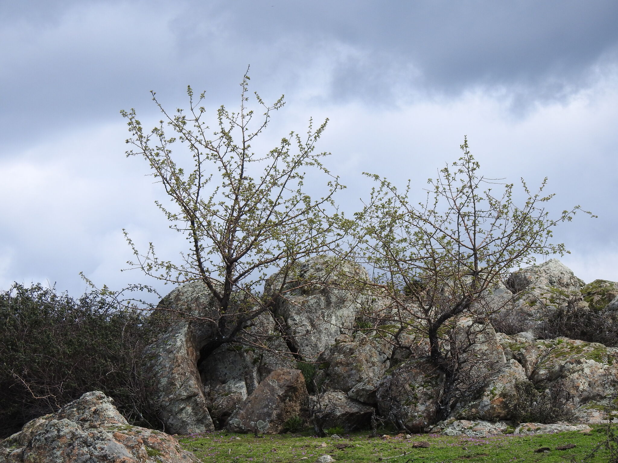 Imagem de Pera-do-campo