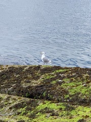 Larus glaucescens × occidentalis