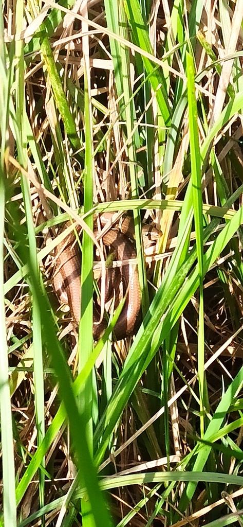 Luscengola comune