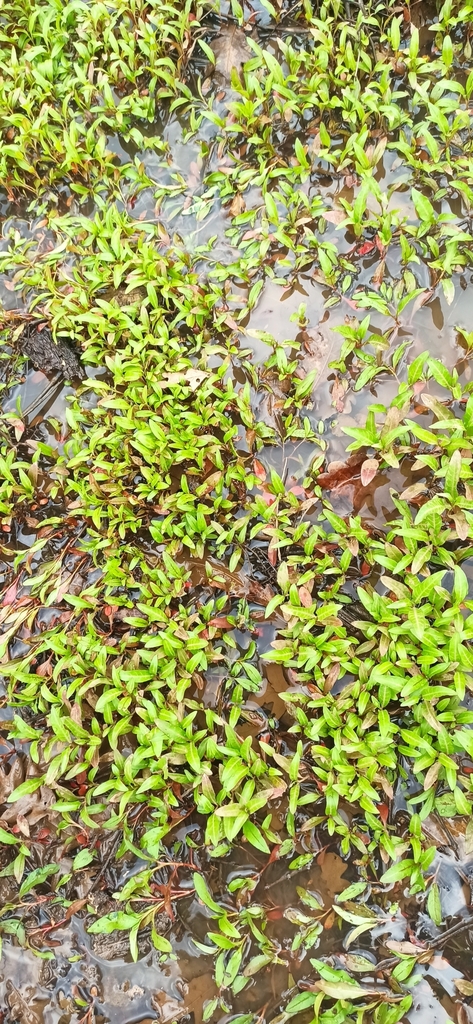 Poligono pepe d'acqua