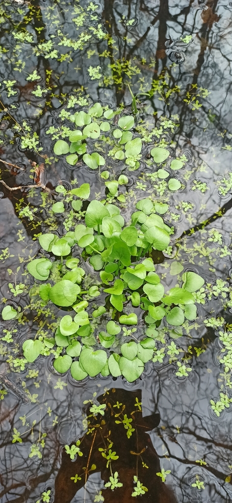 Adder's-tongue Spearwort
