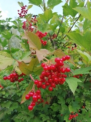 Viburnum opulus