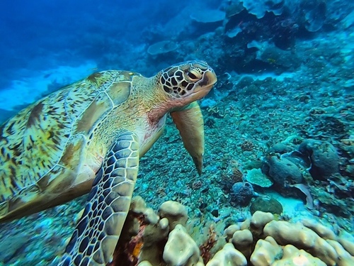 Green turtle