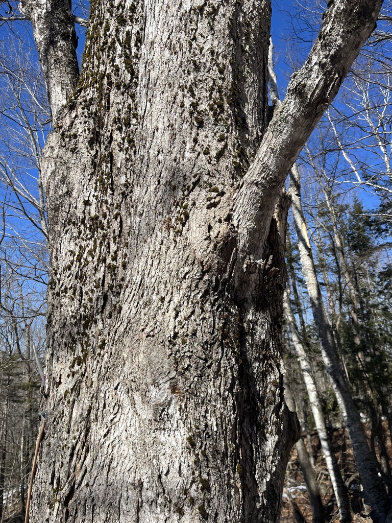 Sugar maple bark and trunk