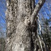 설탕단풍 (Acer saccharum): 기원과 용도 — 사진 3