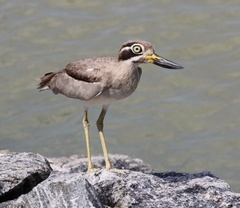 Esacus recurvirostris