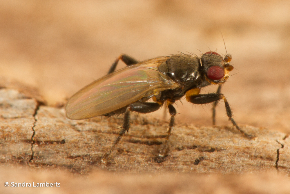 Alloborborus
