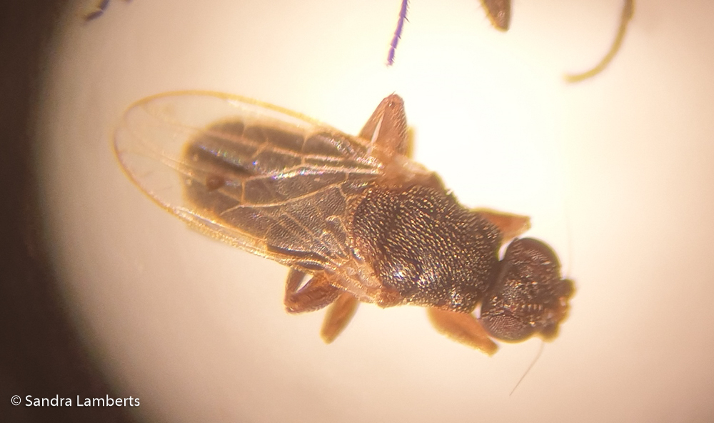 Lotobia pallidiventris