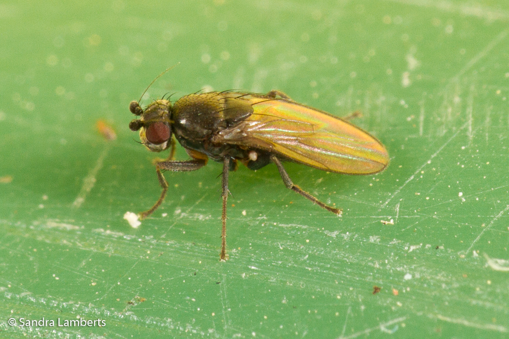 Opacifrons coxata