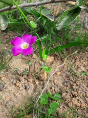 Oxalis arenaria