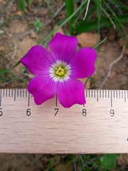 Oxalis arenaria