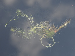Utricularia intermedia