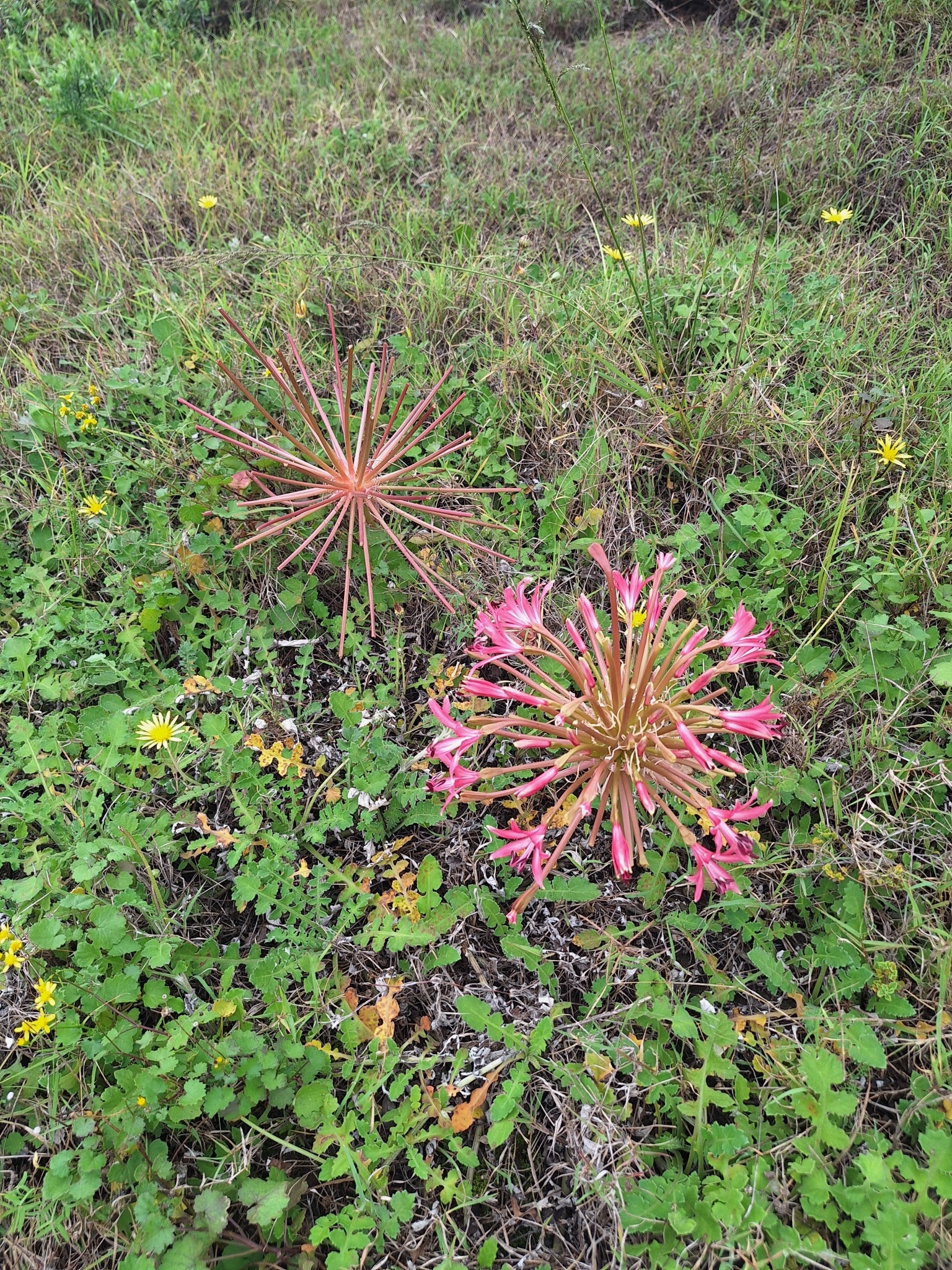 Brunsvigia gregaria