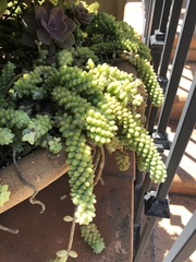 Sedum burrito