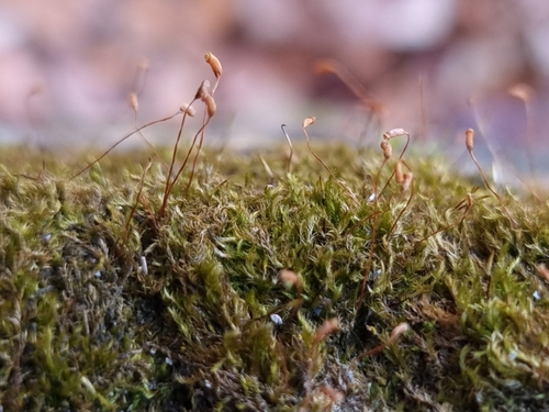 Pseudoamblystegium subtile observed 2025-03-08