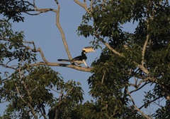 Anthracoceros coronatus